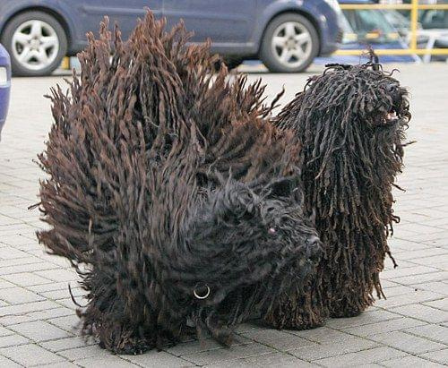 Hungarian puli