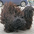 Hungarian puli