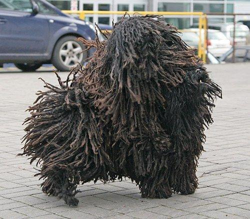 Hungarian puli