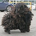 Hungarian puli