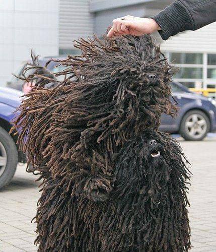 Hungarian puli