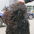 Hungarian puli