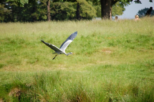 Ptaki w Richmond Park #ptaki
