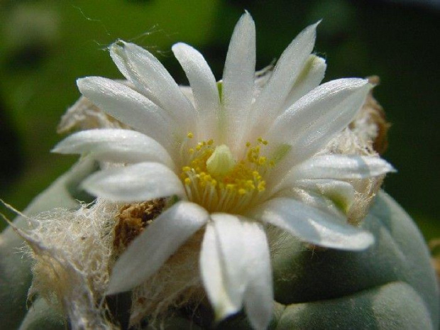 Lophophora diffusa