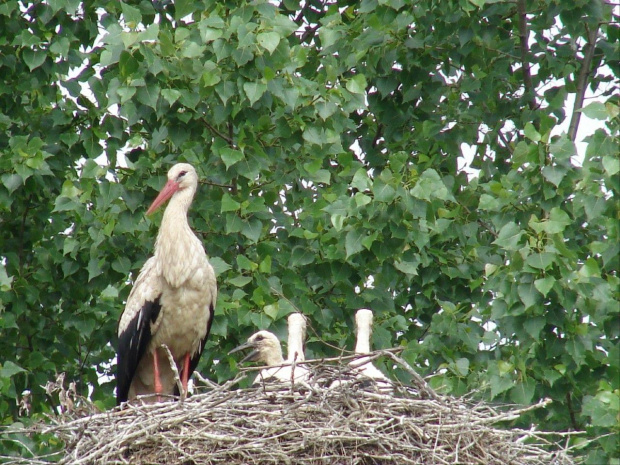 bocian biały- gniazdo w Garkach- 05.06.07
dumna mamusia i trójka łobuzów