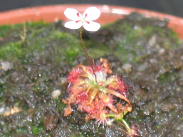 Drosera nitidula ssp. omissa x occidentalis