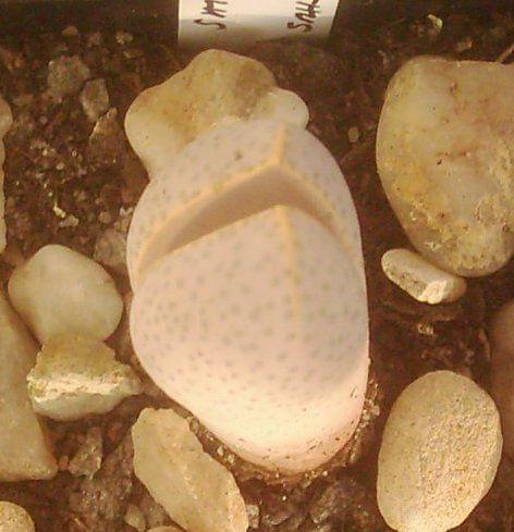 Dintheranthus microspermus ssp. puberulus