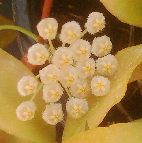 Hoya lacunosa