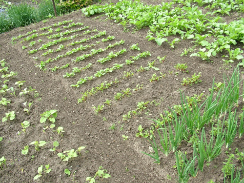 ogród warzywny #warzywa
