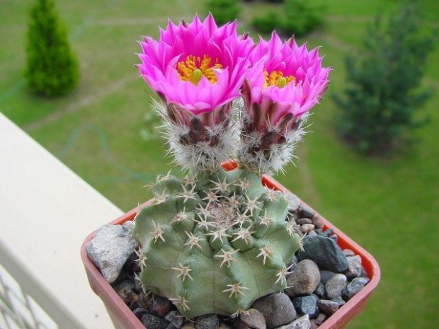 Echinocereus pulchellus