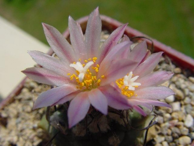 Turbinicarpus roseiflorus