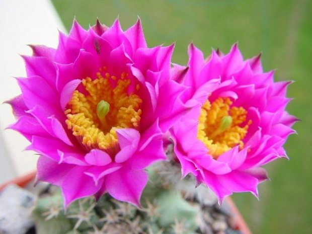 Echinocereus pulchellus