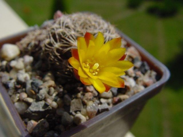 Sulcorebutia krugerii