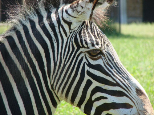 zebra :D