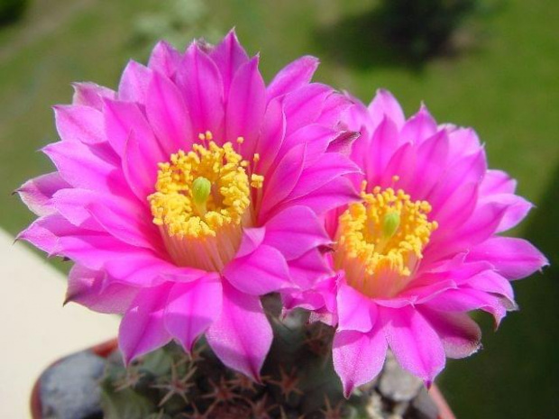 Echinocereus pulchellus