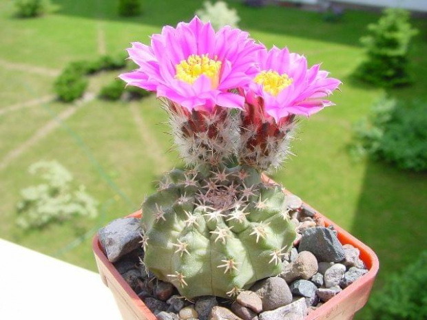 Echinocereus pulchellus