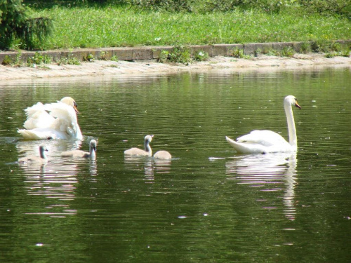 łabędzia rodzinka