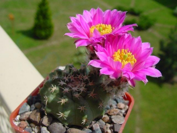 Echinocereus pulchellus