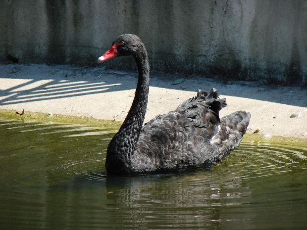 łabędź czarny