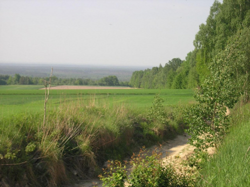 Okolice Salomina - Wyżyna Lubelska, widok w kierunku Kotliny Sandomierskiej.