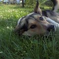 Pika - spacerek 8 czerwca 2007 #pies #Pika #kundelek #spacer
