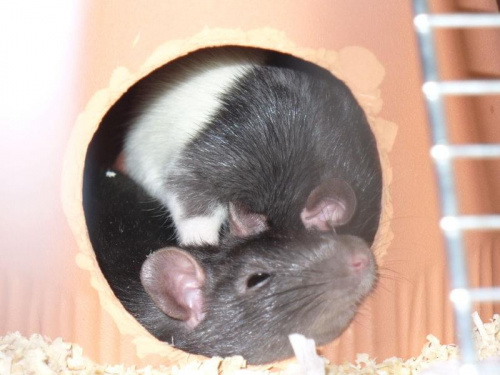 Szczury #szczury