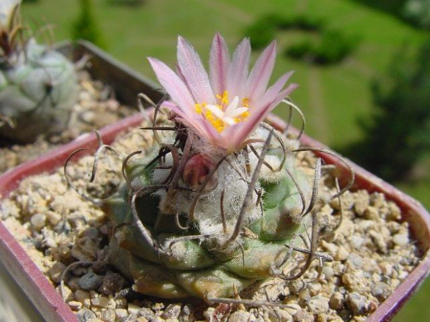 Turbinicarpus roseiflorus