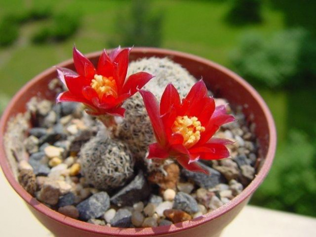 Rebutia albopectinata