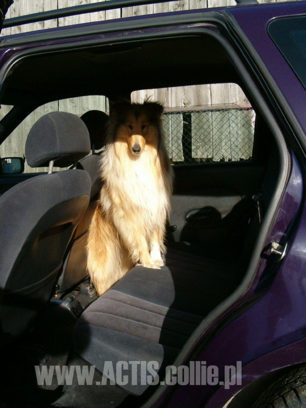 Prawidłowe przewożenie psa w samochodzie