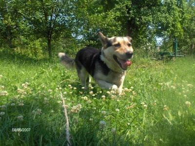 Pika - spacerek 8 czerwca 2007 #pies #Pika #kundelek #spacer