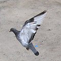 Lądowanie #natura #przyroda #DerNatur #nature #gołąb #pigeon