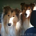 Psy w samochodzie