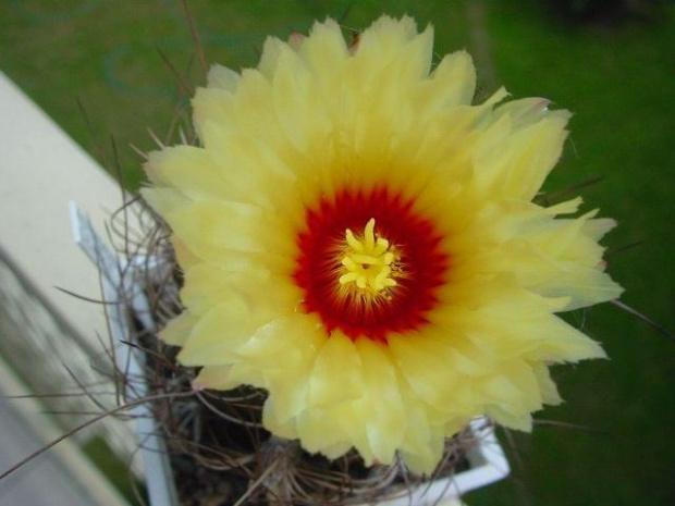 Astrophytum senile