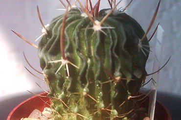 #echinofossulocactus