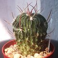 #echinofossulocactus