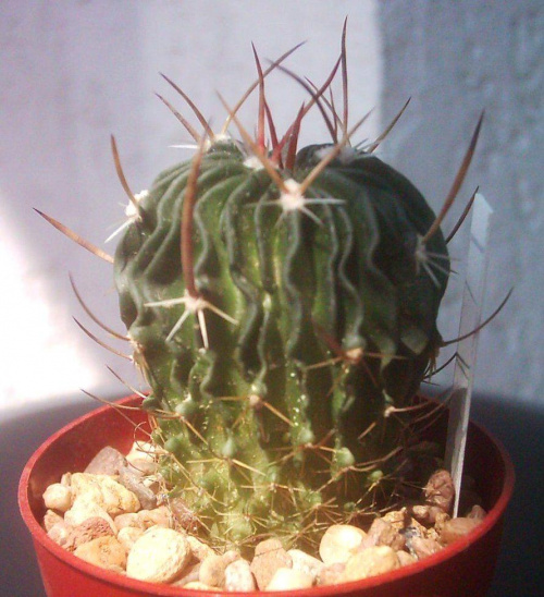 #echinofossulocactus