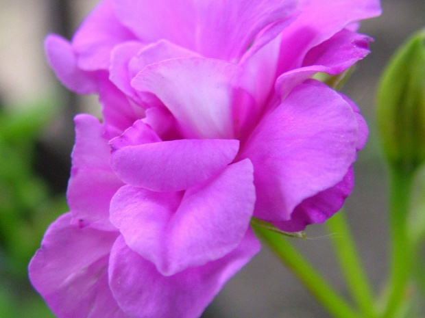 pelargonia #kwiaty