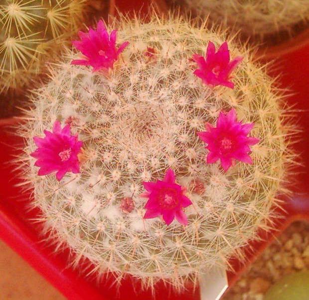 Mammillaria