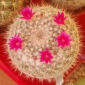 Mammillaria