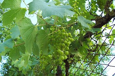 Białe winogrono ,,, są już coraz większe #winogrono