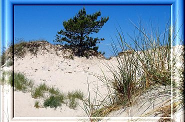 Łeba -piaskii wydmy. #ParkSłowiński #morze #plaża