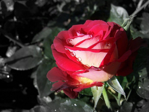 różyczka, po deszczu #kwiaty #róża