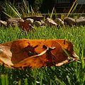 Mój ogród #NaturaOgródZieleńLato