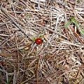 Mój ogród #NaturaOgródZieleńLato