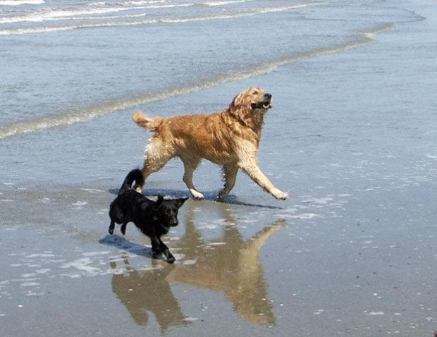 Golden Beach Patrol #Golden #hobby #plaża #psy