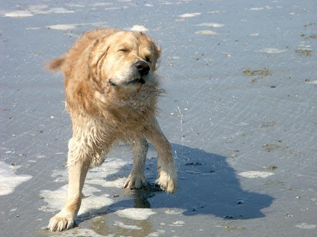 Golden Beach Patrol #Golden #hobby #plaża #psy