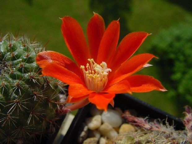 Rebutia