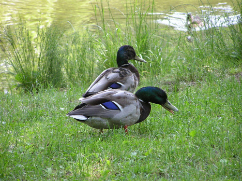 Ptaki w pałacowym parku w Krasiczynie - kaczory na spacerze #ptaki #Krasiczyn