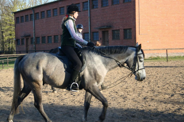 Narcyz to mały siwy konik