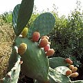 fighi d'india,,, czyli po Polsku figi indyjskie,,, są bardzo dobre zjada się miąższ ,,, #kaktus
